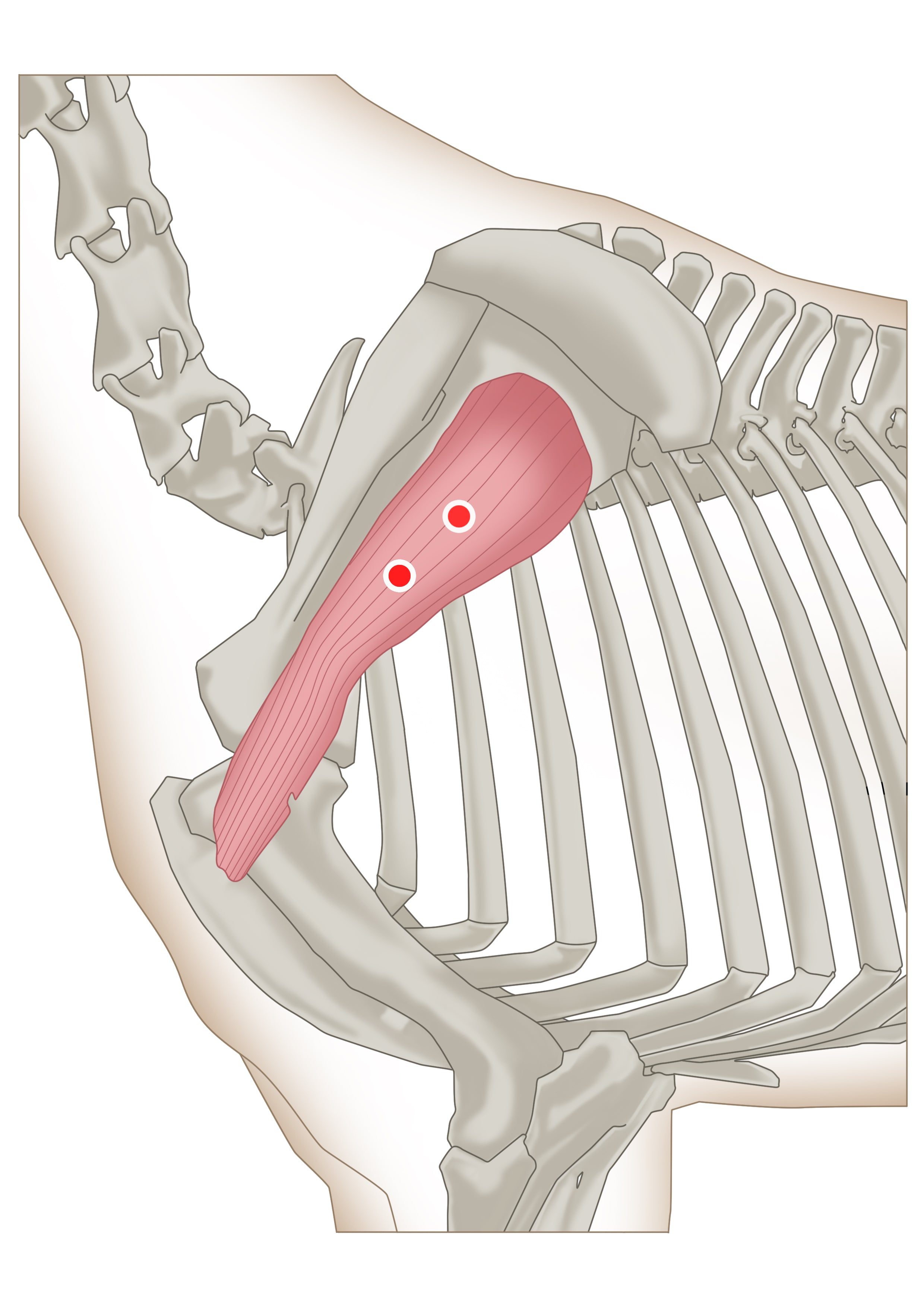 Treating Trigger Points in Horses