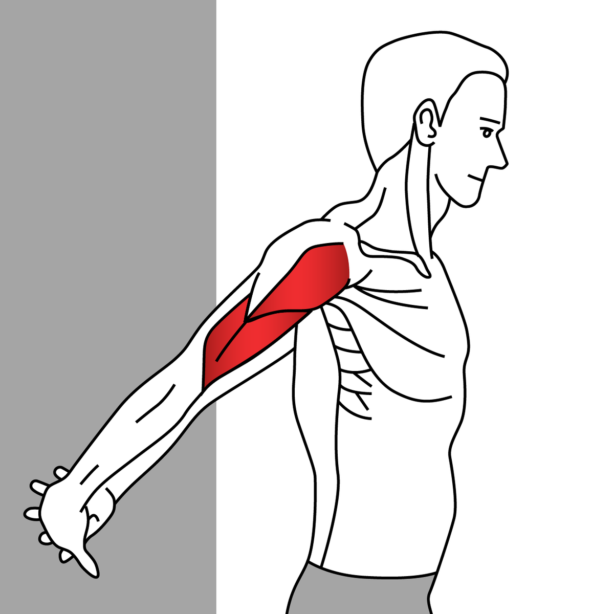 Reverse Shoulder Stretch, Biceps Brachii, Deltoid and more