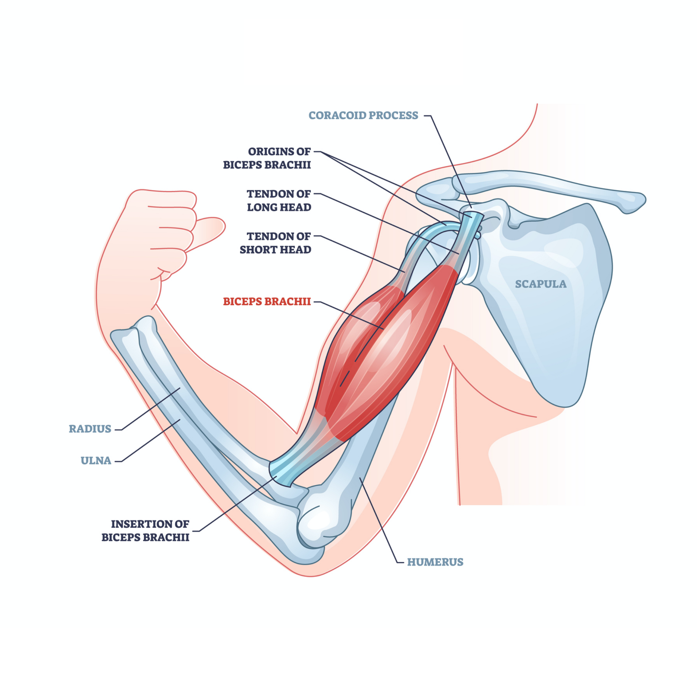 Trigger Point Release - Biceps/Pec Minor Muscle Strain