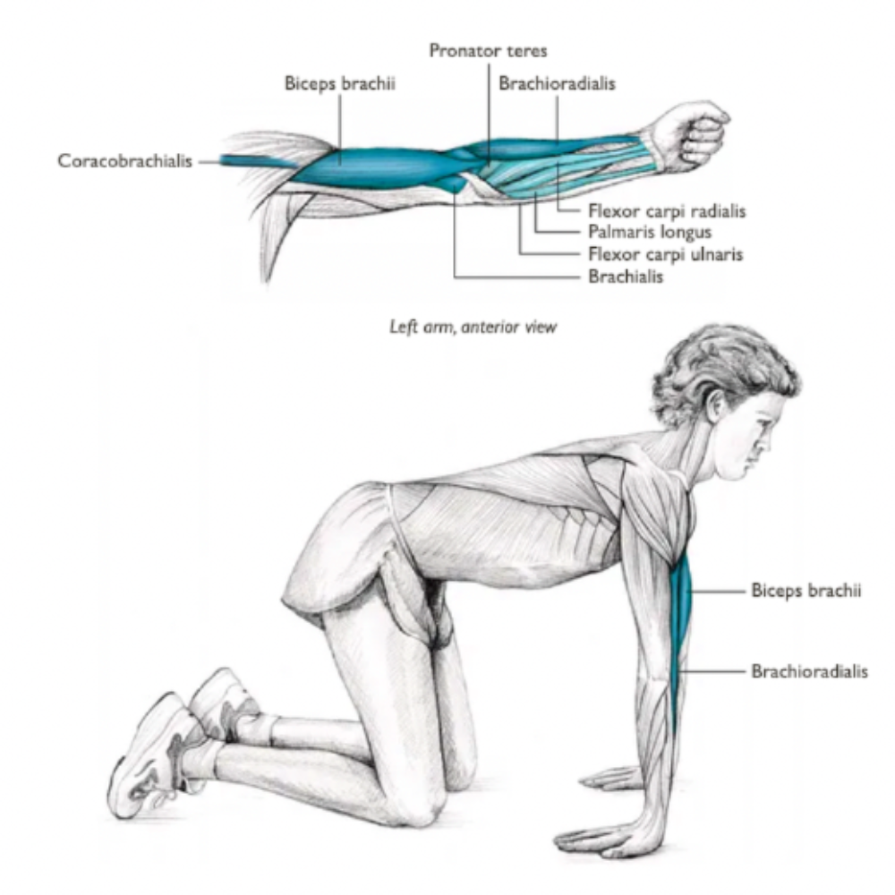 Trigger Point Therapy - Treating Brachioradialis