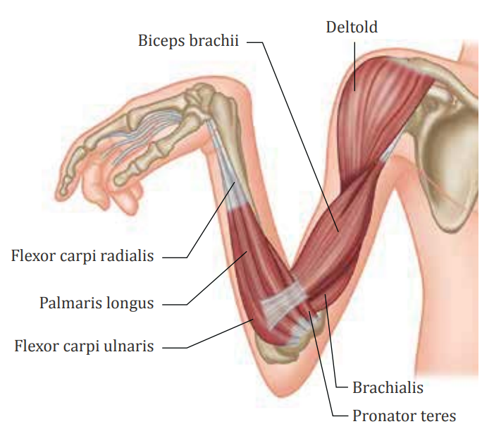 Treating Cerebral Palsy with Massage Therapy