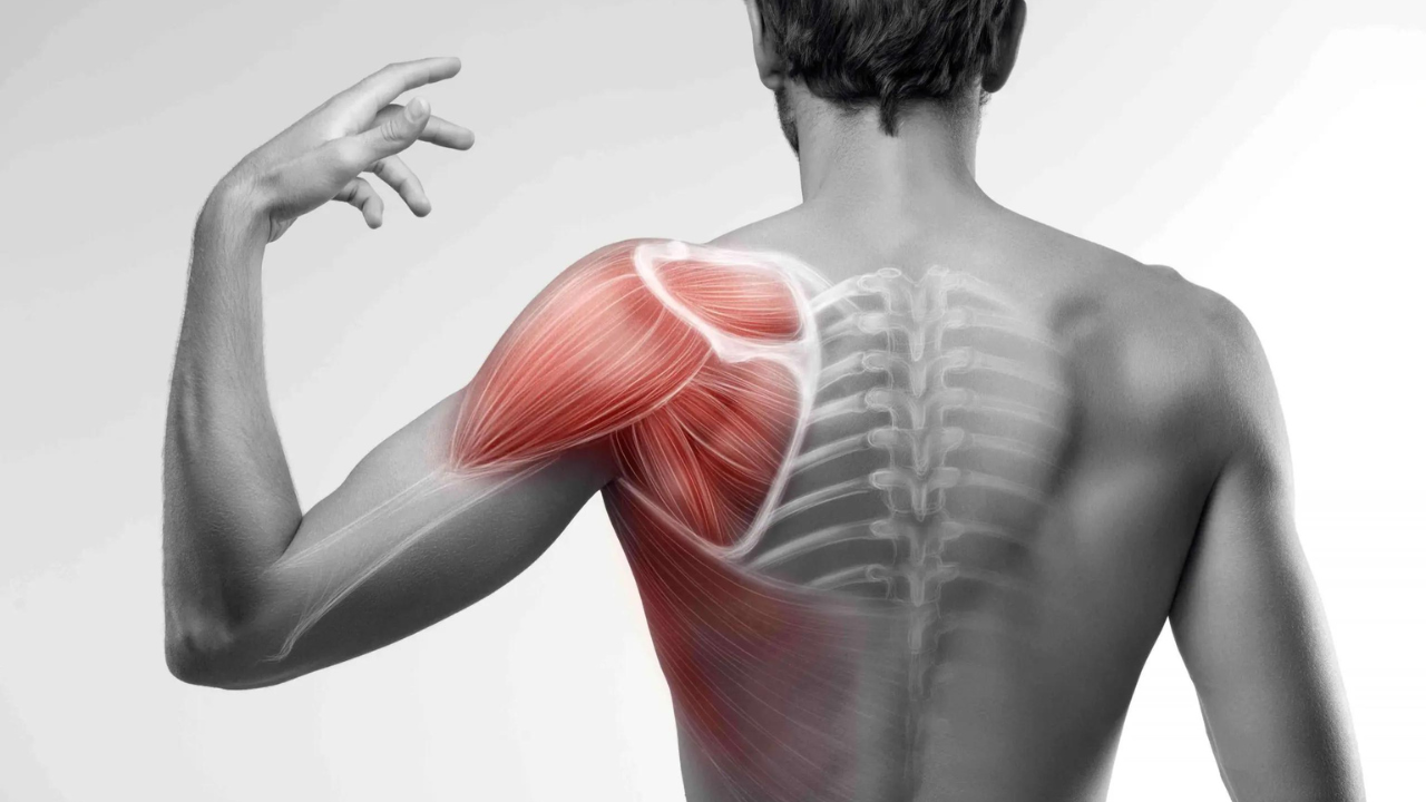 Subscapularis Anatomy