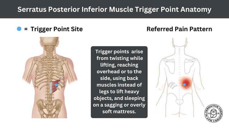 Serratus Posterior Inferior Muscle