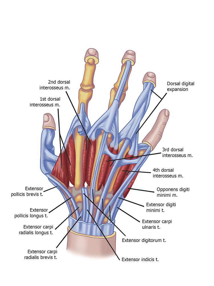 Muscles and Tendons in the hand