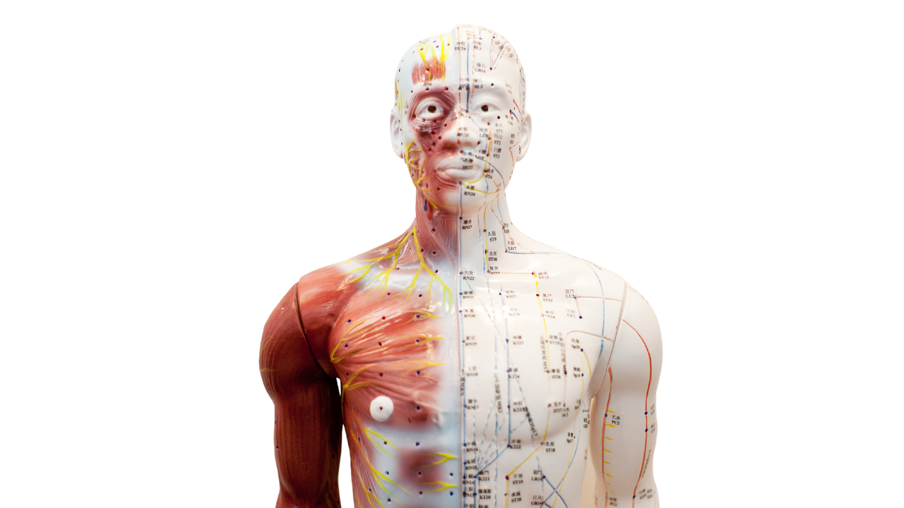 The Gall Bladder Meridian: A Comprehensive Guide to Its Importance and Role in Traditional Chinese Medicine