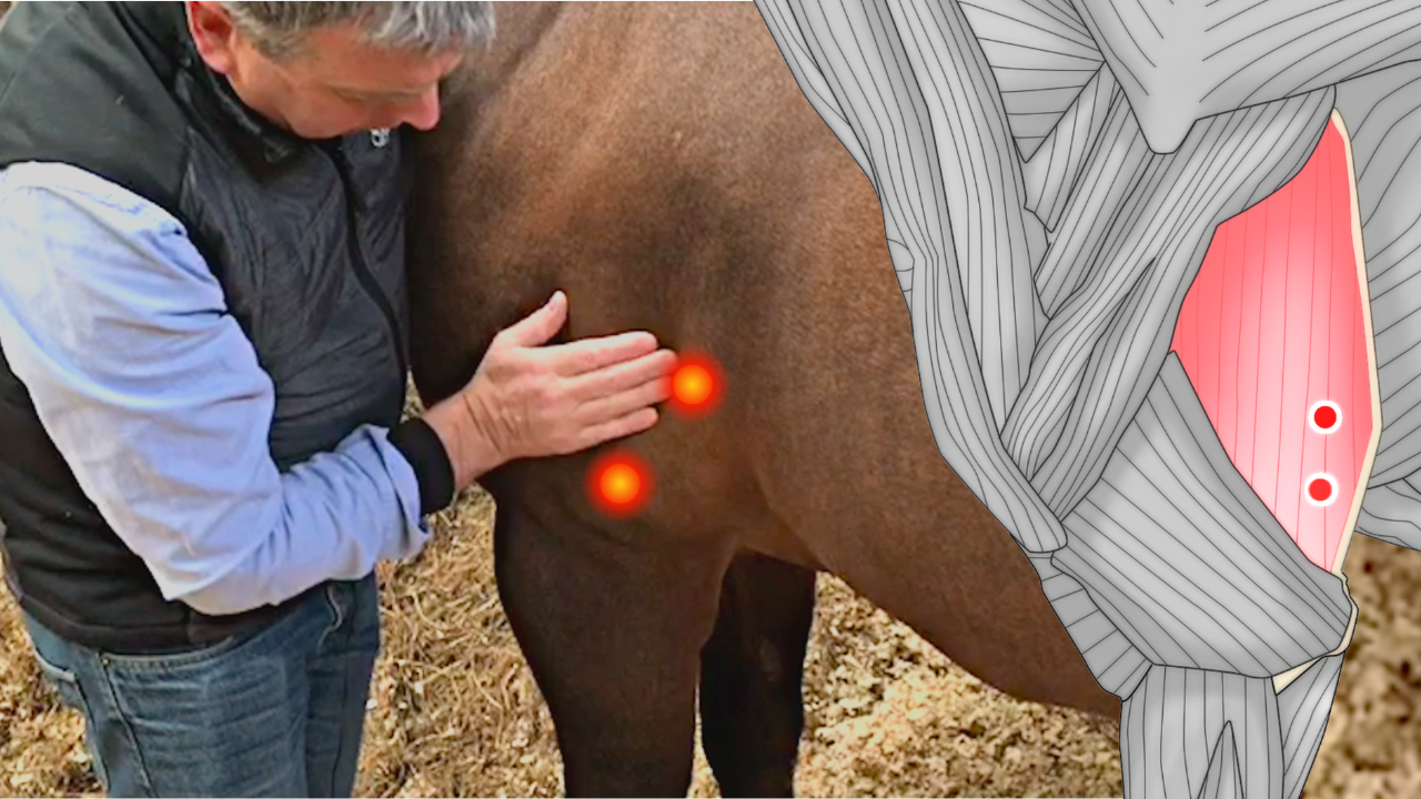 Unleash the Power of Massage and Trigger Point Therapy for Your Horse's Well-being