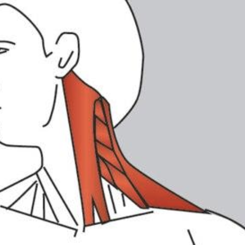 Posture Muscles - Awesome Stretches for Neck and Shoulders!