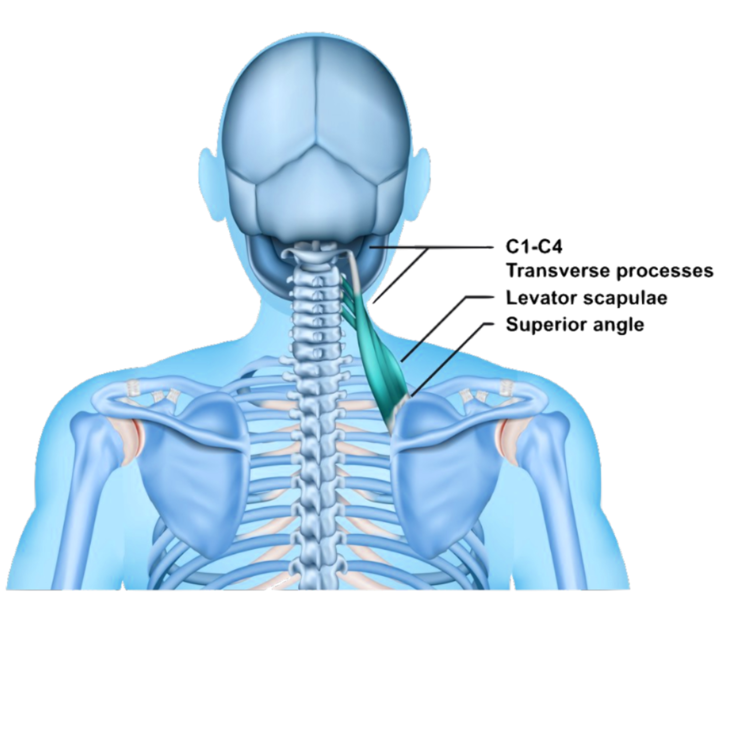 Levator Scapulae - Snapping Scapula Syndrome