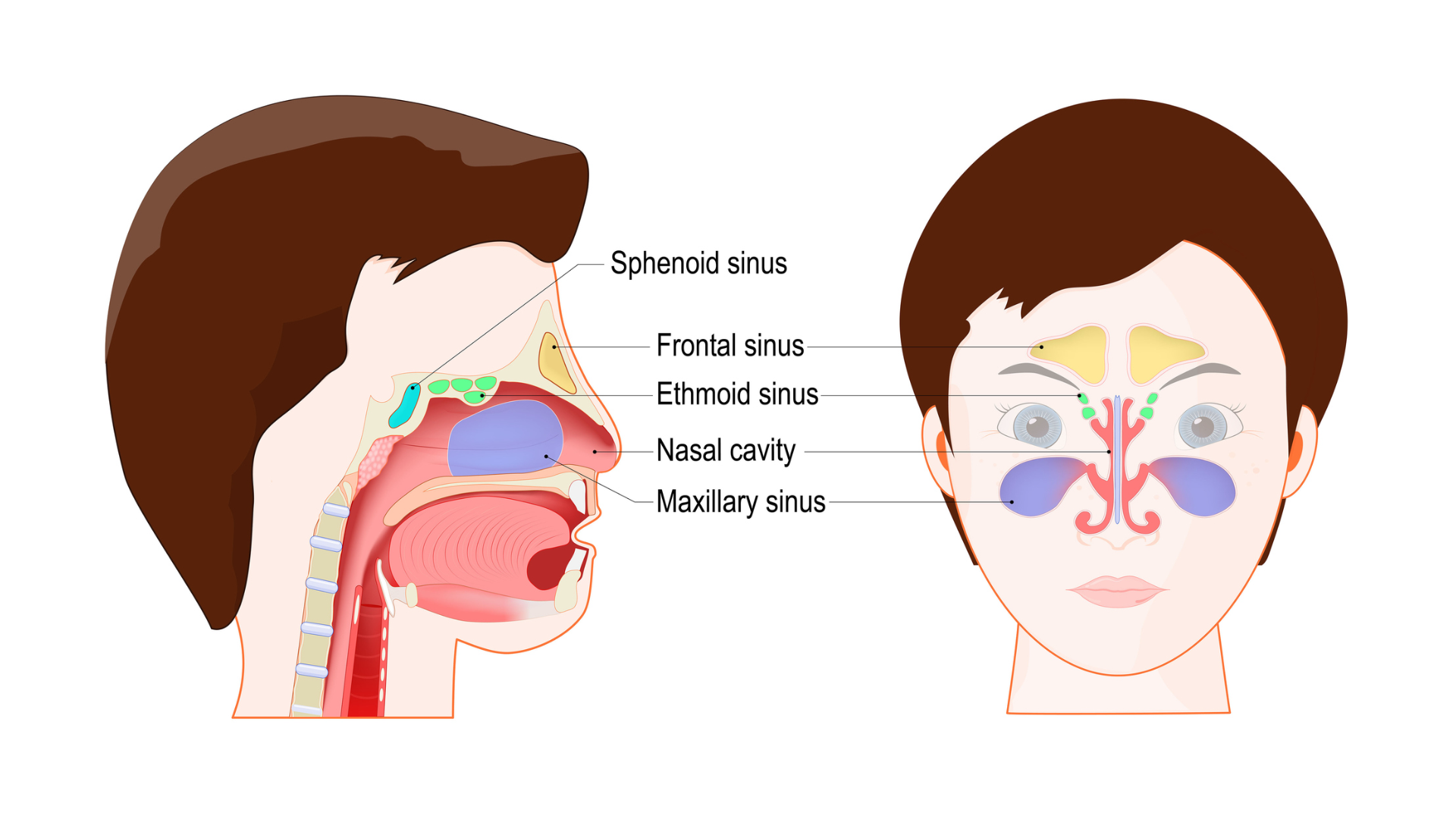 Paranasal Sinuses Image