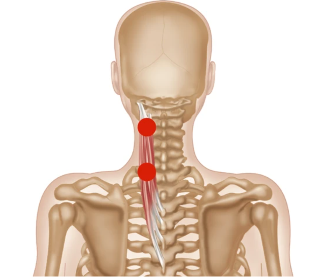 Splenius Muscles | Trigger Point Release