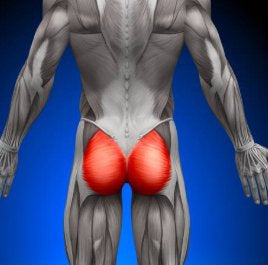 Gluteus Maximus - Stretching