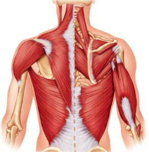 Trigger Point Therapy - Posterior Cervical Muscles