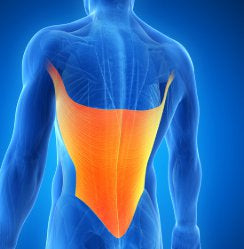 Trigger Point Therapy - Treating Latissimus Dorsi
