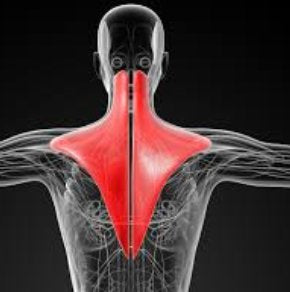MRI of Upper Trapezius Muscles Used to Quantify Trigger Points in Migraine