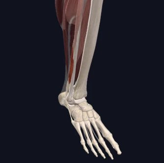 Trigger Point Therapy - Fibularis/Peroneus
