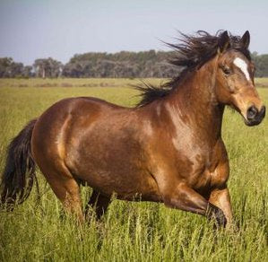 Trigger Point Therapy - NAT for Horses?