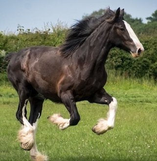 Trigger Point Therapy for Horses
