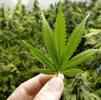 What is really known about the health benefits of CBD?