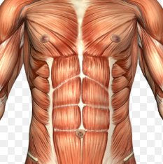 Trigger Point Overview - Rectus Abdominis