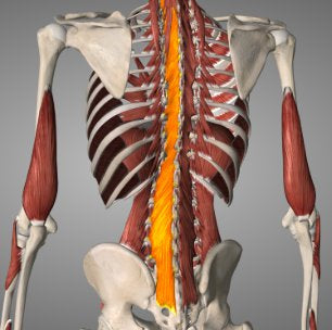 Trigger Point Therapy - Understanding and Treating Multifidus