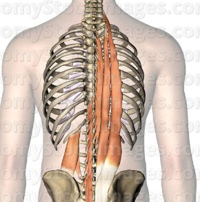 Trigger Point Therapy - Stretching the Erector Spinae Muscles
