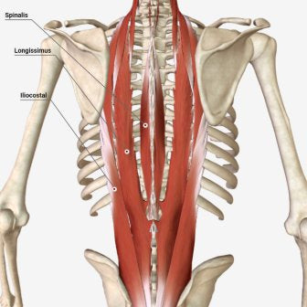 Low Back Pain - Erector Spinae Muscles