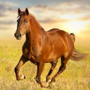 Trigger Point Release for Horses - Hamstring Muscles