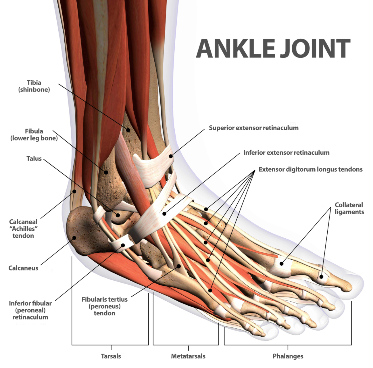 Weak Ankles and Ankle Instability - How to Treat with Trigger Point Therapy