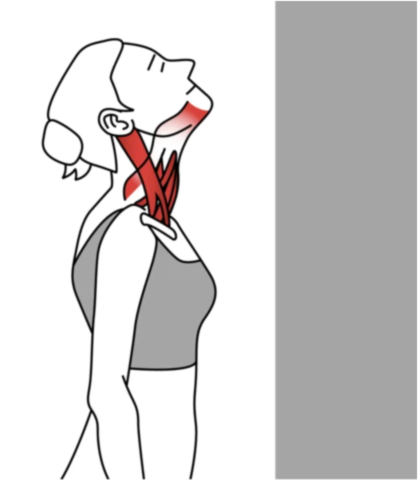 Neck Extension Stretch Neck, Neck Stretch, Stretch and more Niel