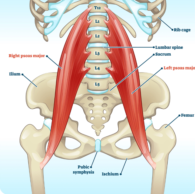 Iliopsoas - how and why to take care of psoas!