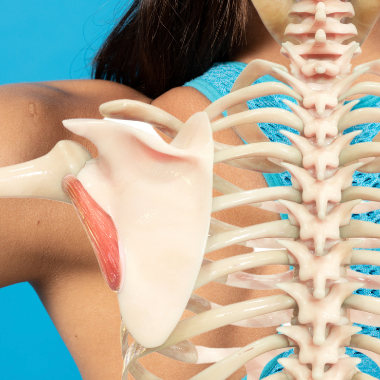 Teres Minor - How and why to take care of this little muscle