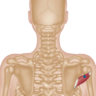 Trigger Point Release - Teres Minor