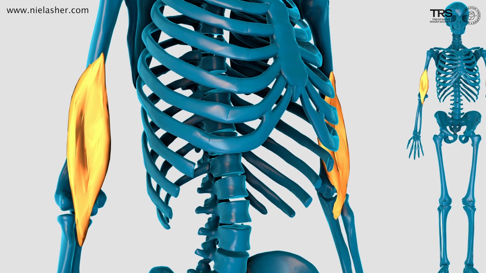 Brachialis Muscle Trigger Point Release