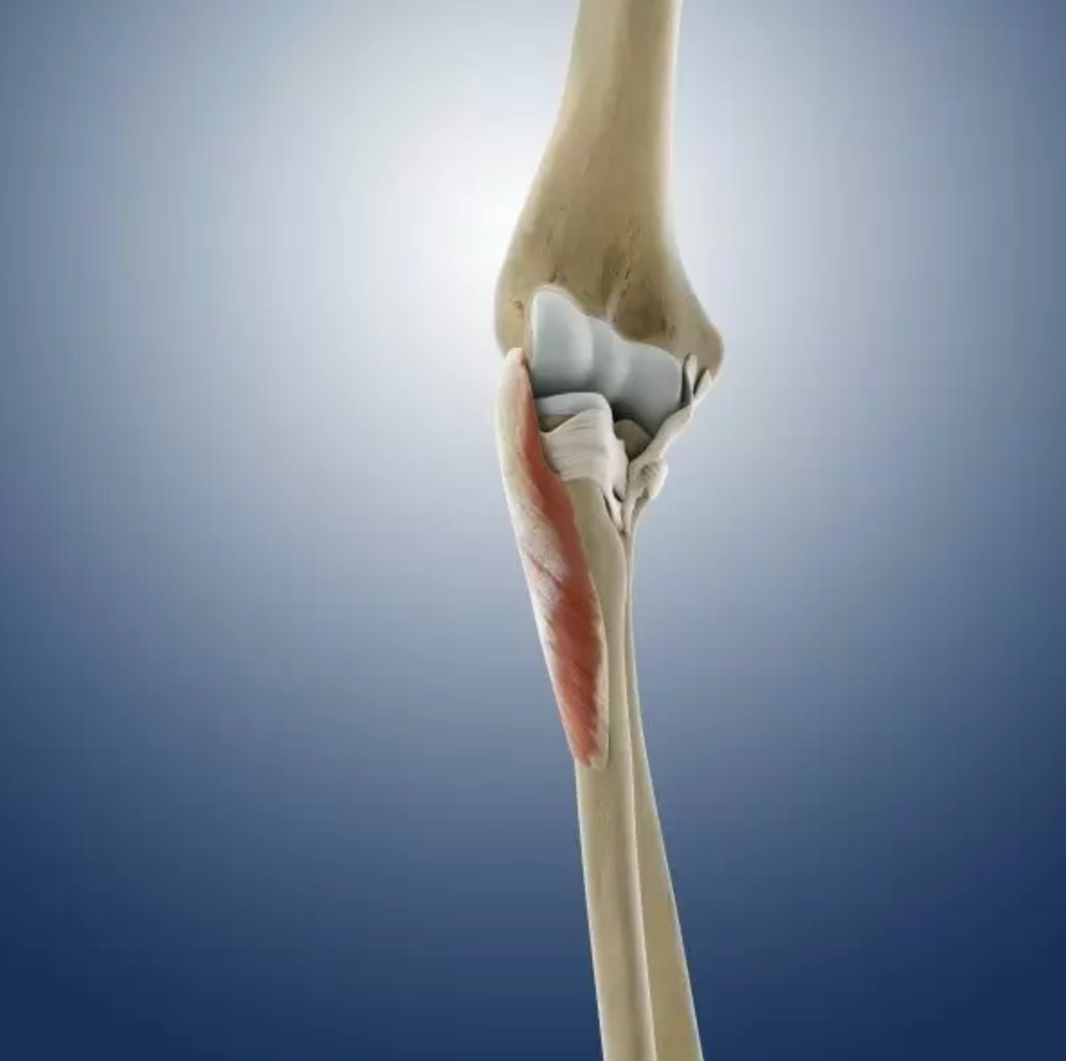 Trigger Point Release - Supinator Muscle