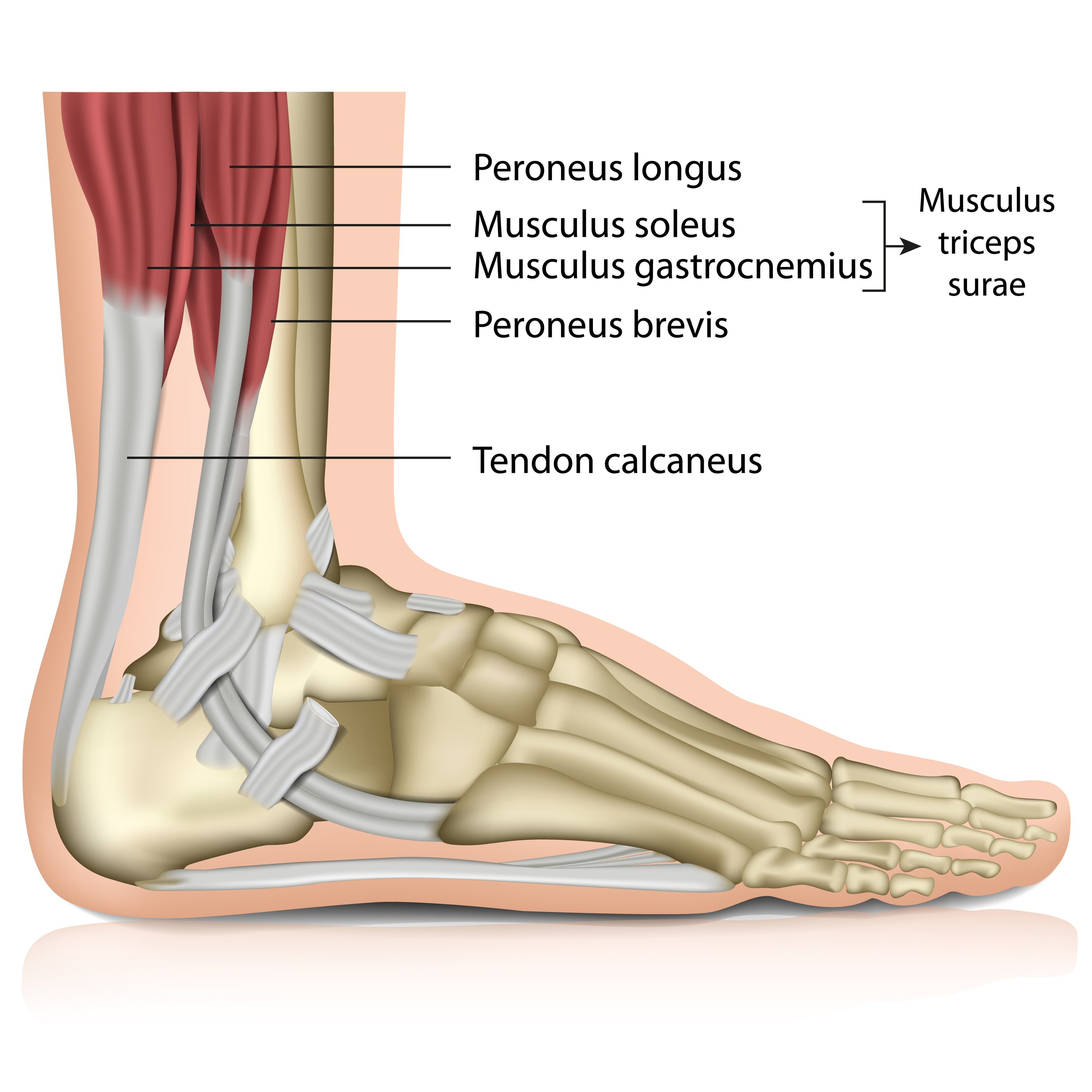 How to Treat all Types of Ankle Sprain