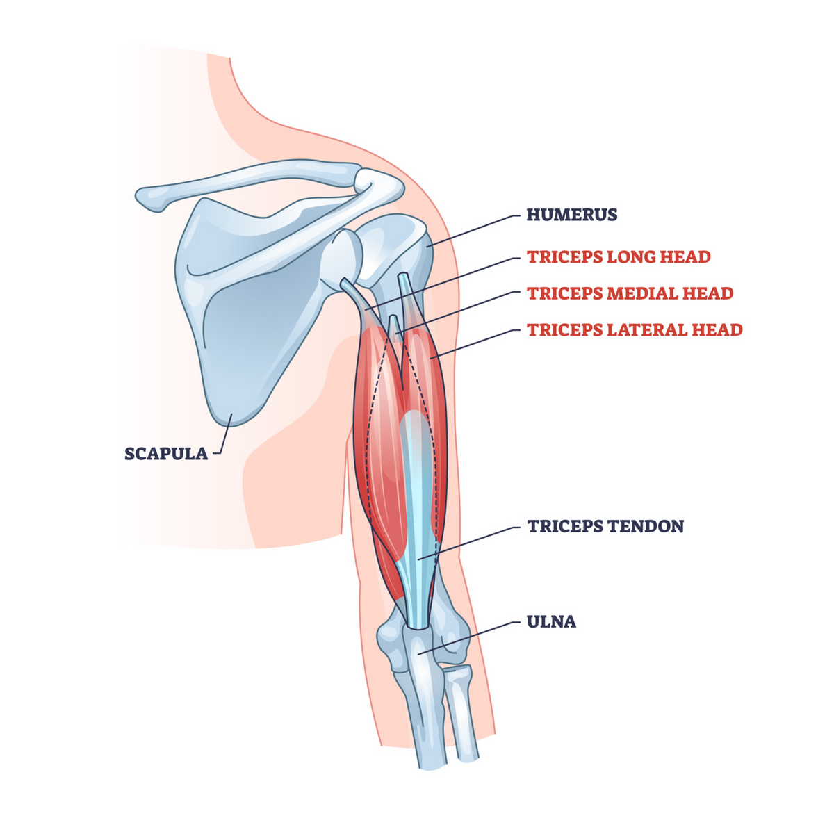 Triceps muscle anatomy. The triceps muscles are located at the
