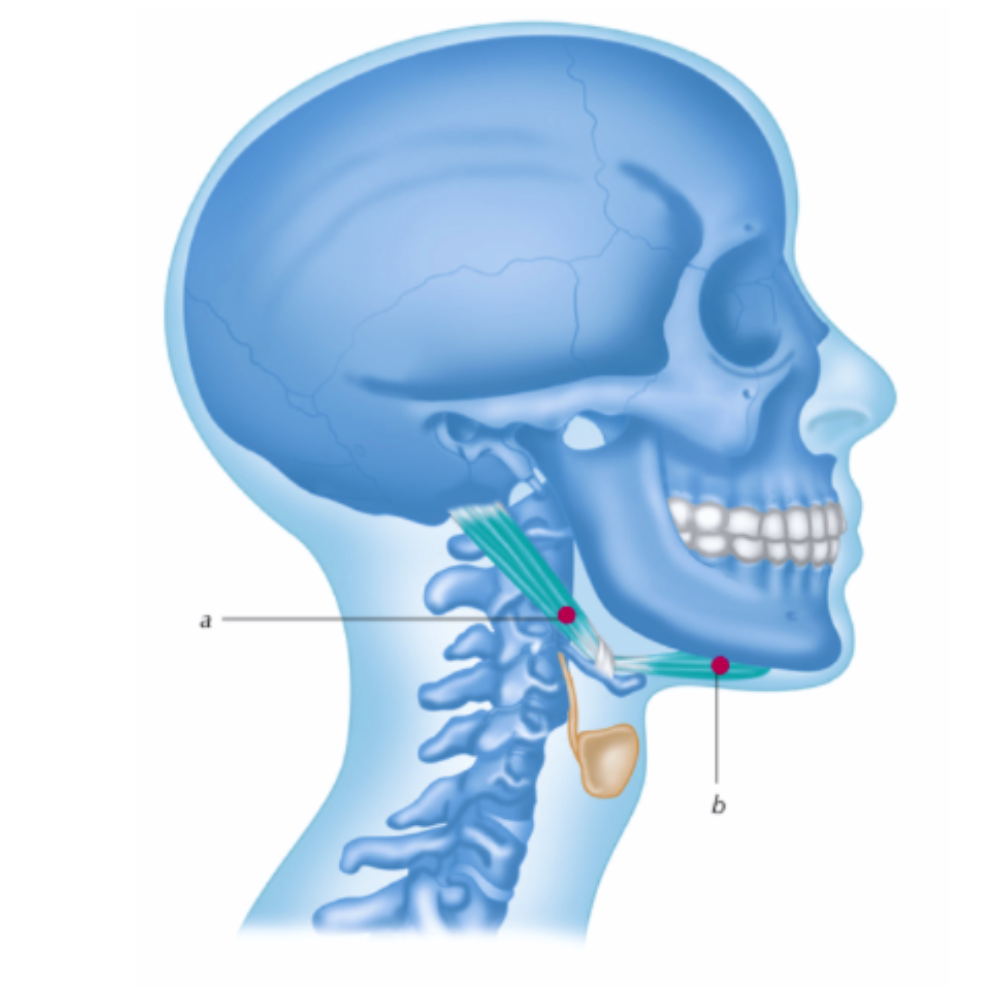 Trigger Points - Digastric Muscle, TMD and Jaw Pain