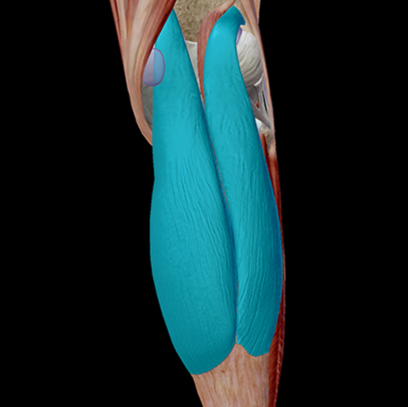 Trigger Point Therapy - Gastrocnemius Anatomy