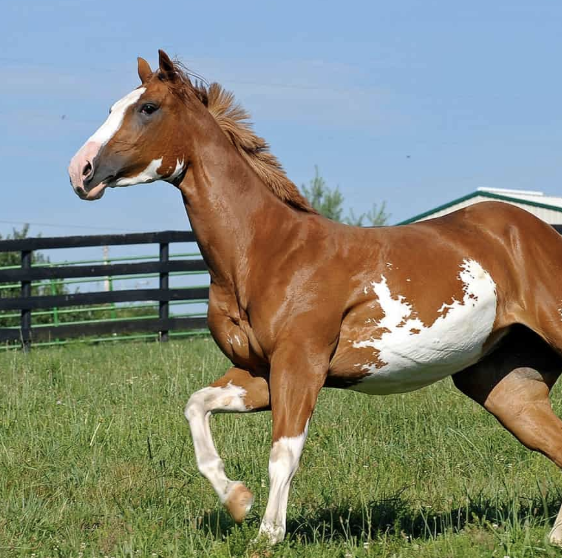 Equine Massage - Myofascial Trigger Points (TMJ)