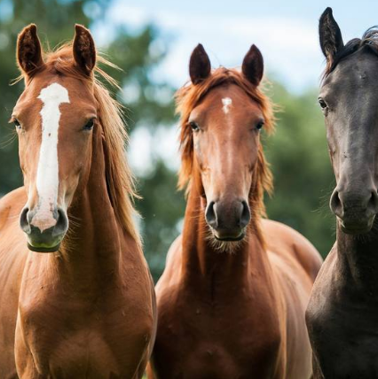 Trigger Point Therapy - Treating Horses