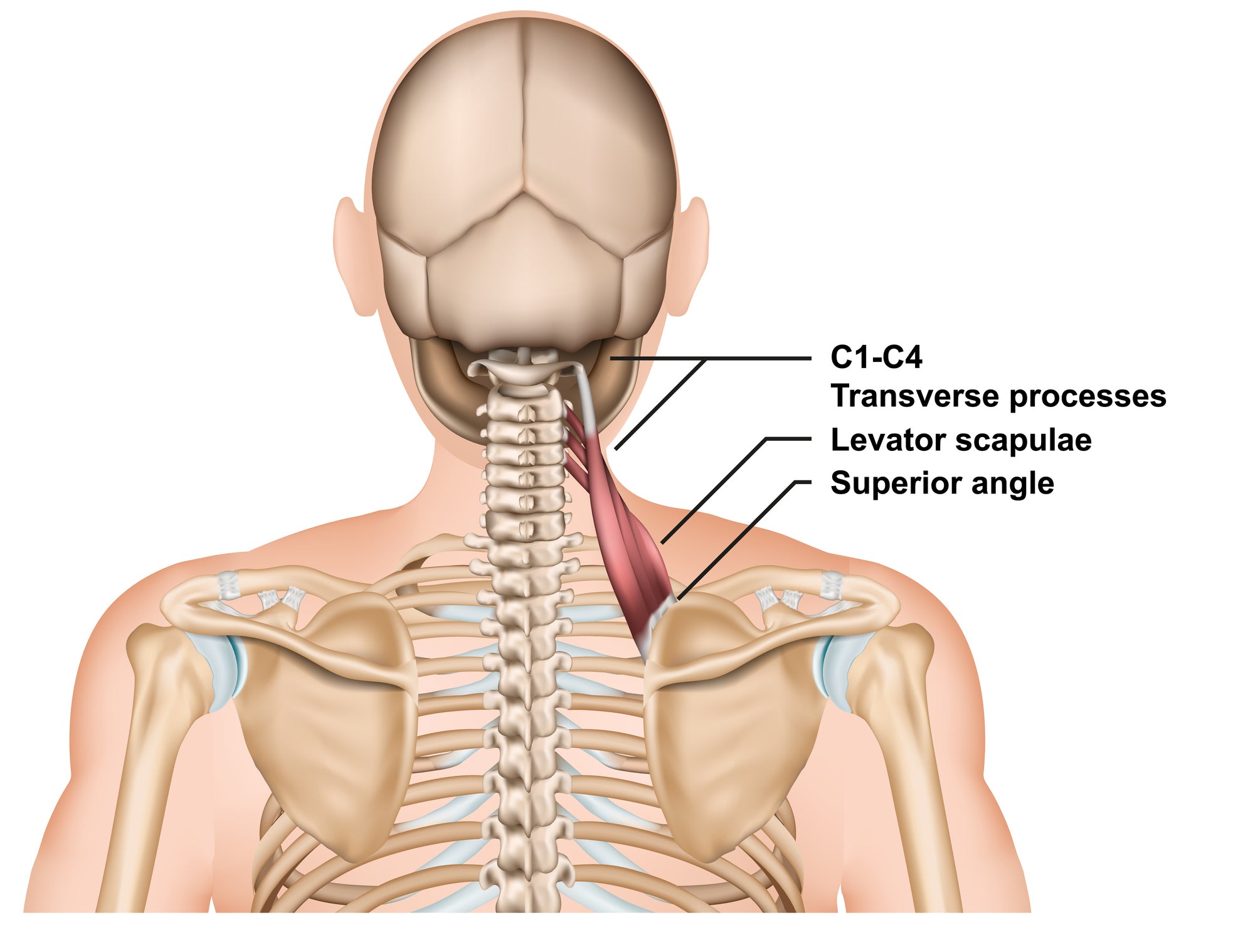 Treating Trigger Points in the Levator Scapulae