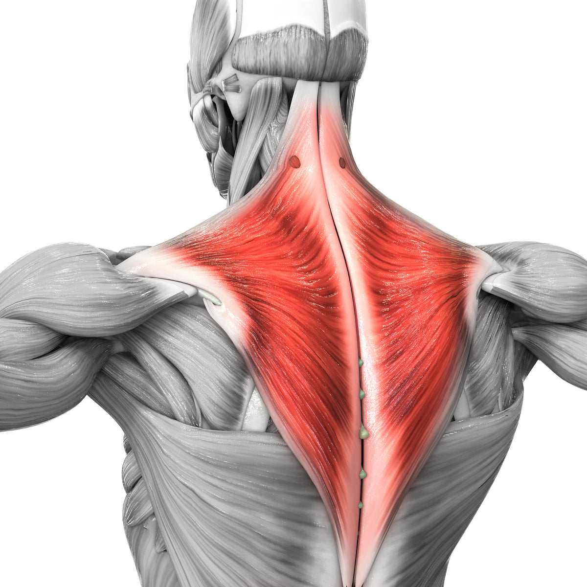 Trapezius Massage- How It Releases Stress?