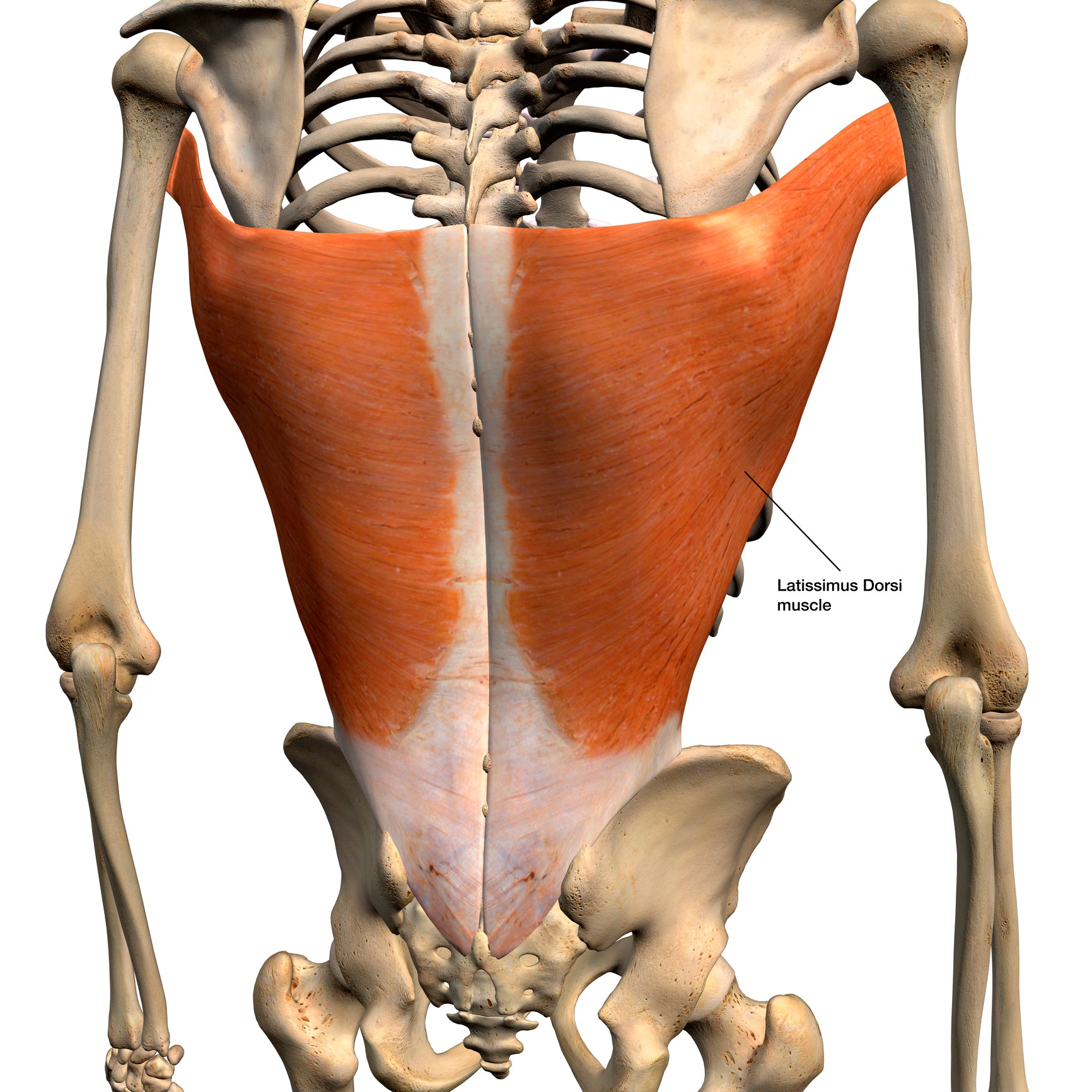 Treating the Latissimus Dorsi Muscle