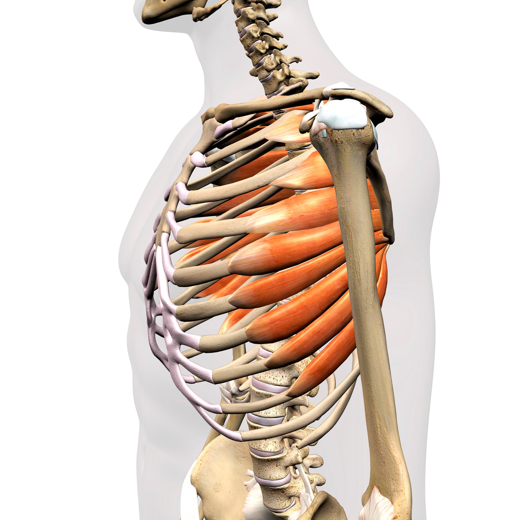 Treating Trigger Points in the Serratus Anterior