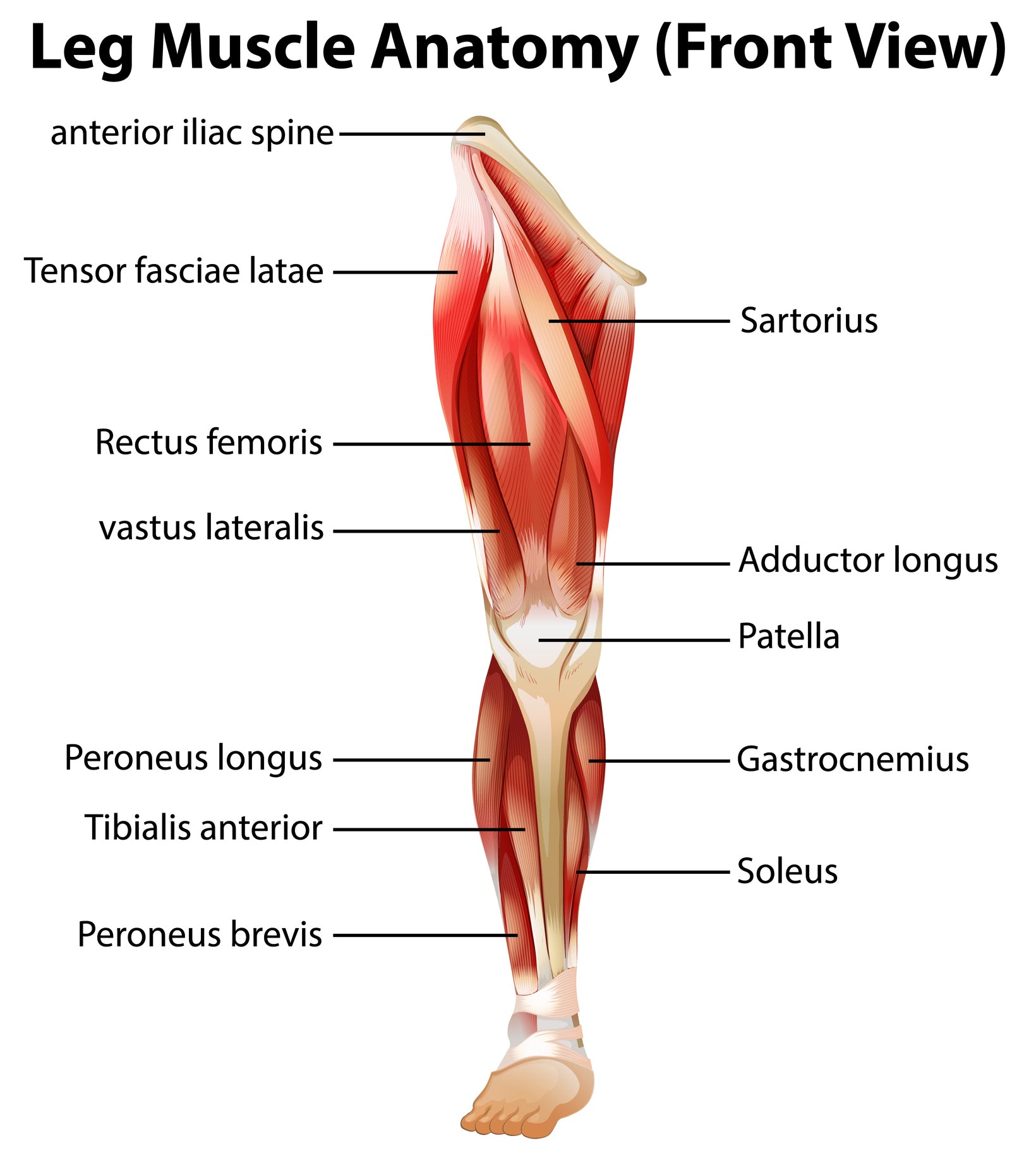 Treating the Soleus - Trigger Point Therapy