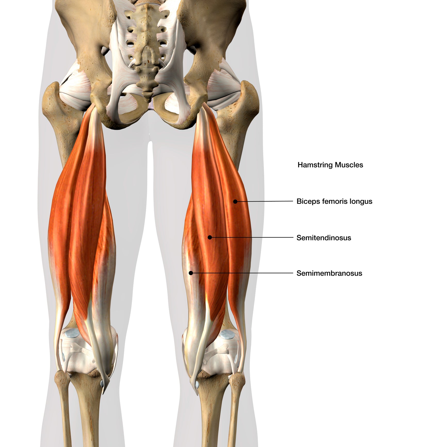 Treating the Hamstring Muscles in Runners