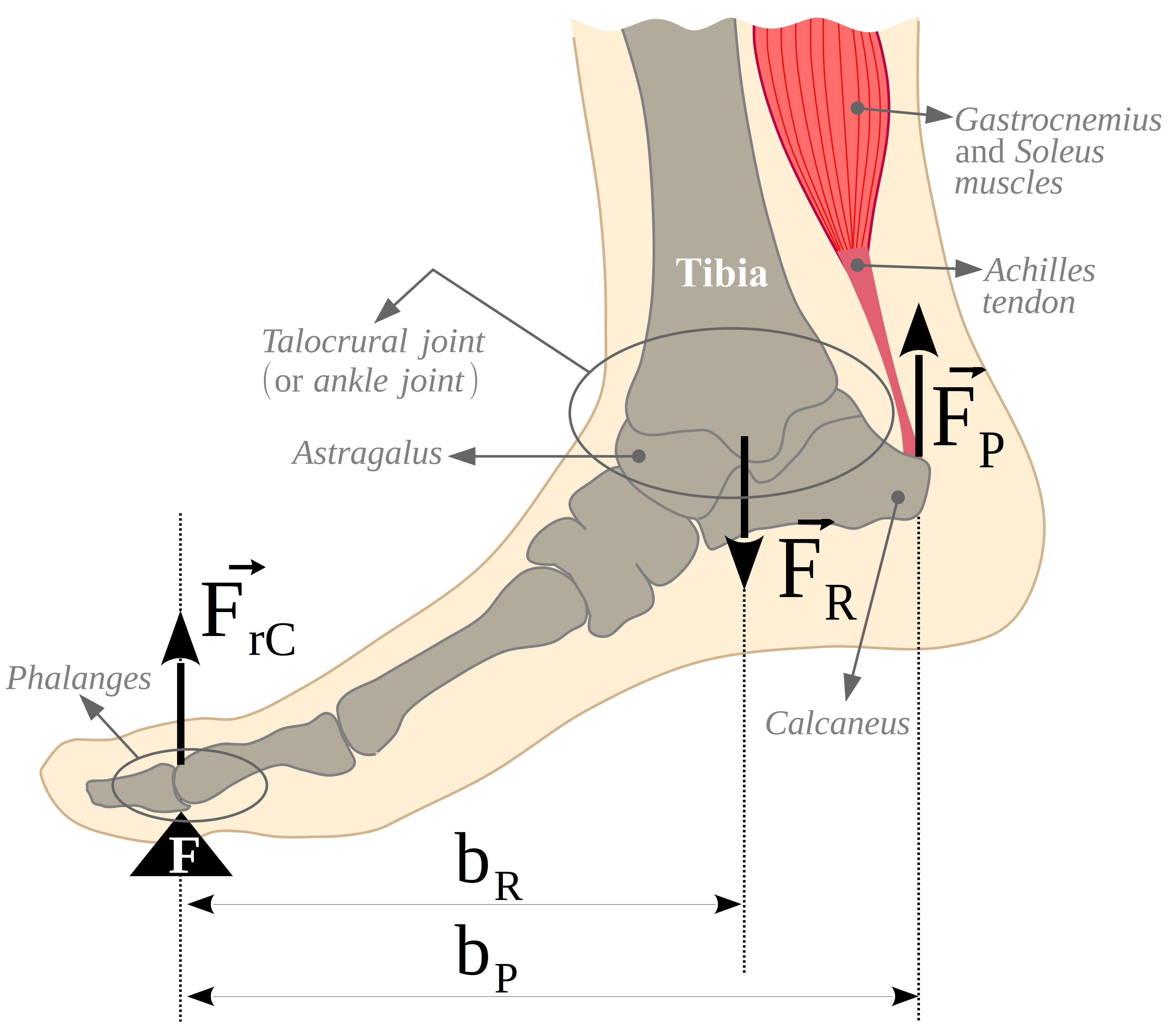 The Talocrural joint or ankle joint, body weight and Gastrocnemius and soleus muscles form a second class lever