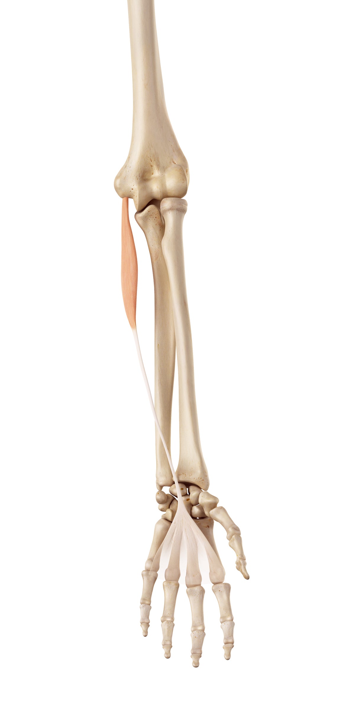 Palmaris Longus - Trigger Point Therapy