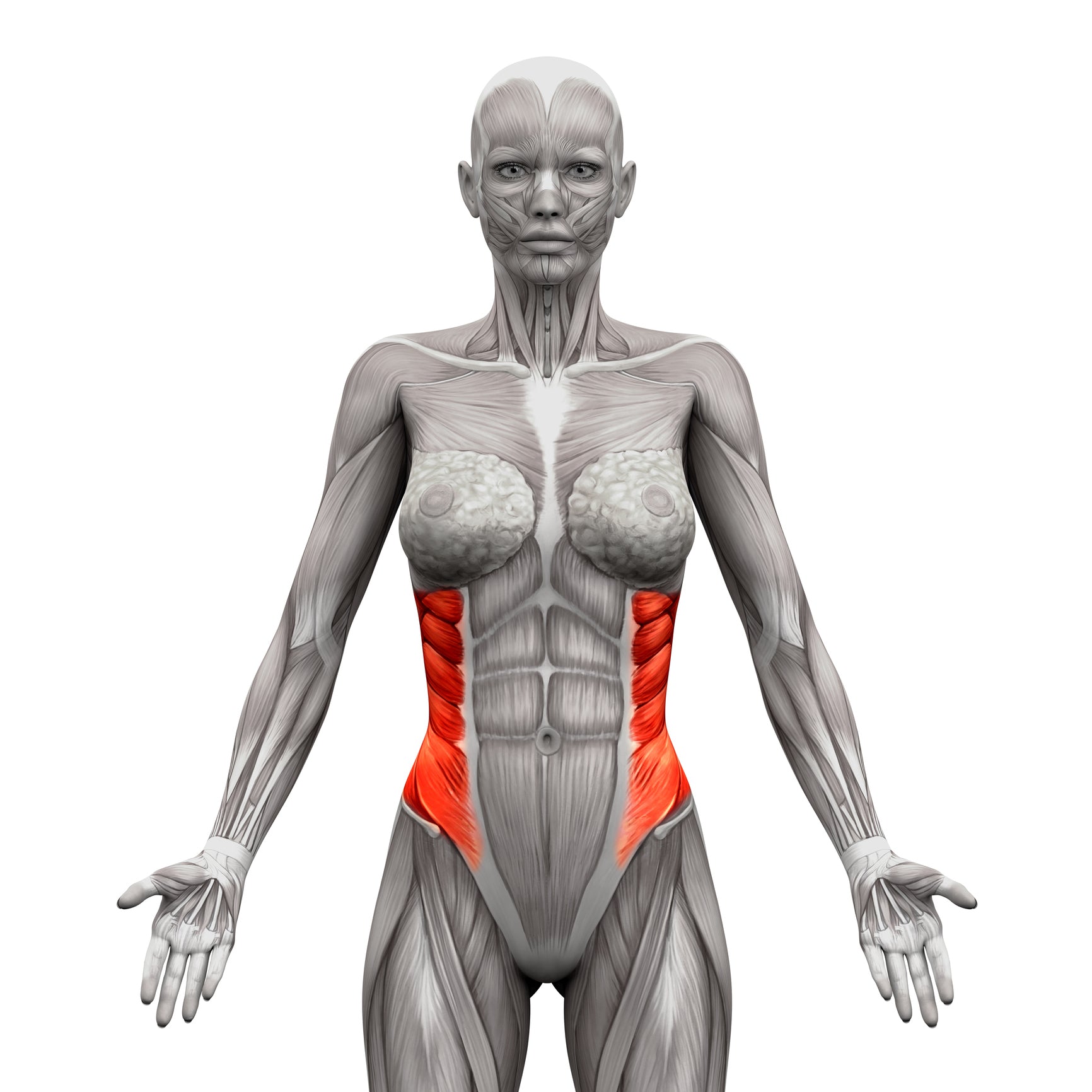 External Oblique Muscles - Trigger Point Therapy