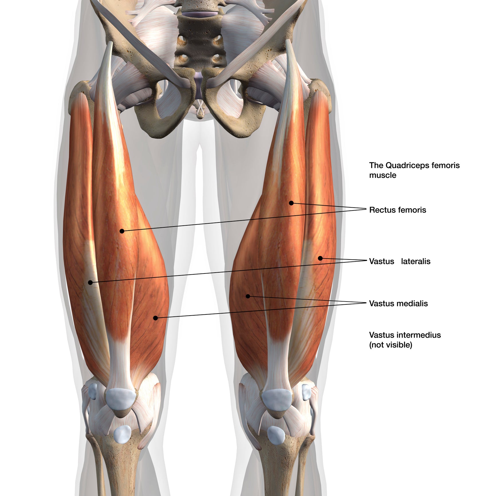 Trigger Point Therapy - 5 Great Stretches for the Quads